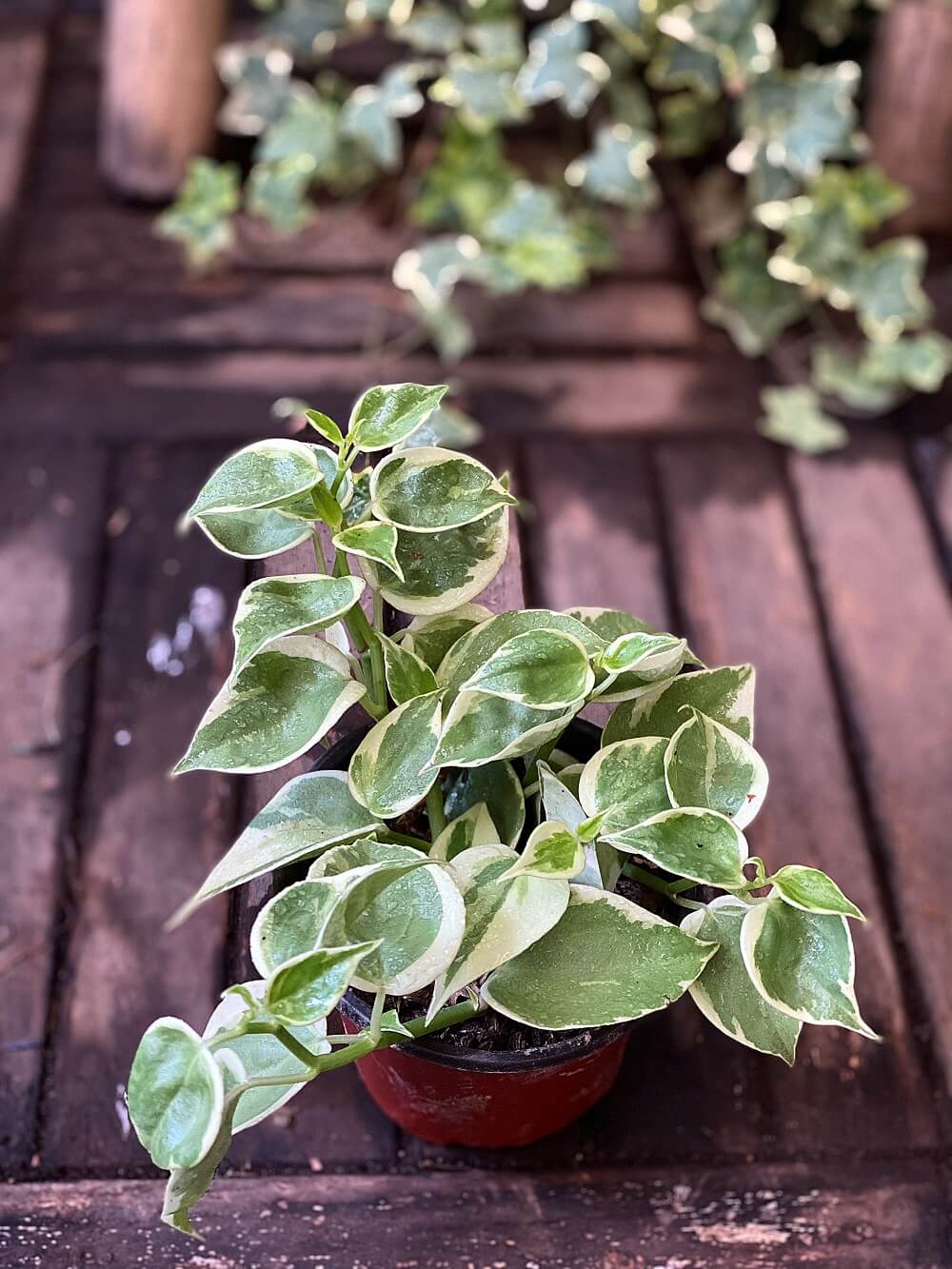 Cây Peperomia scandens Variegata (Cây Cupid) chậu nhựa