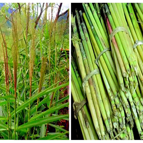 cây chít giống , cây đọt giống (1 bụi lớn)