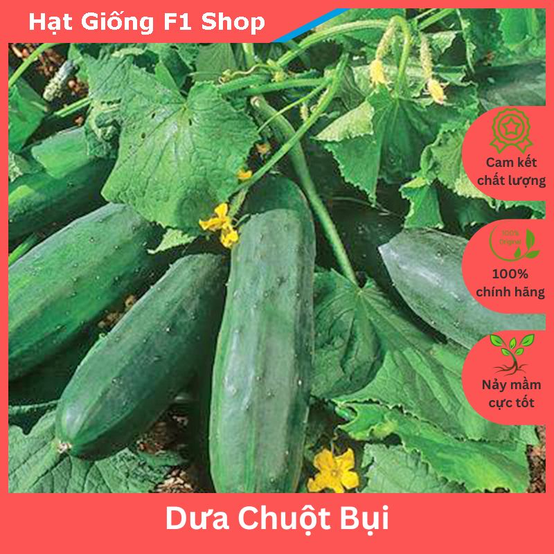 Hạt giống dưa chuột bụi siêu giòn sai trái