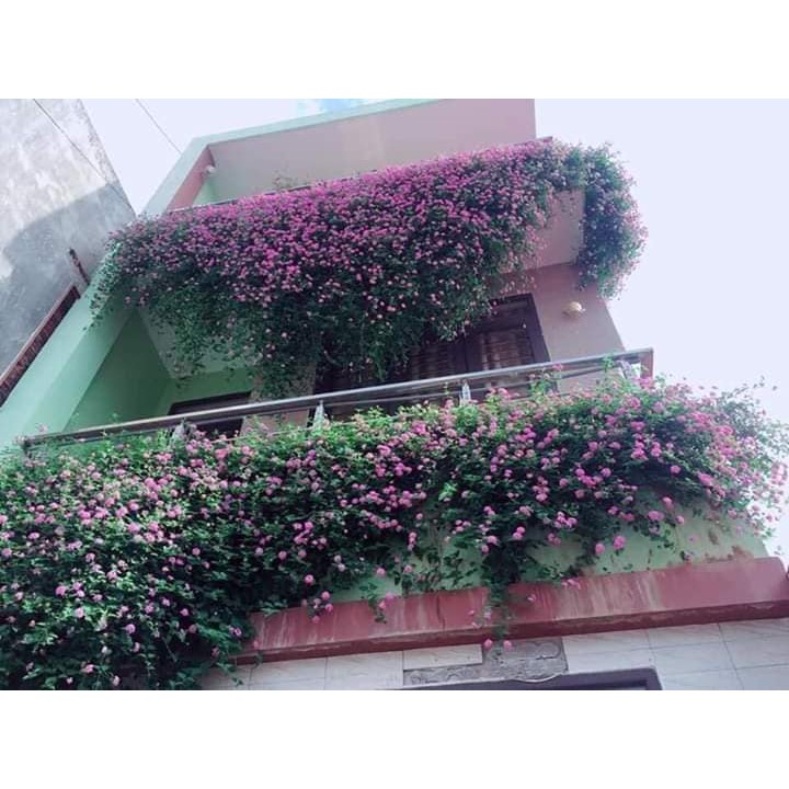 CHẬU HOA CÚC Ngũ Sắc Tím Rủ SIÊU ĐẸP