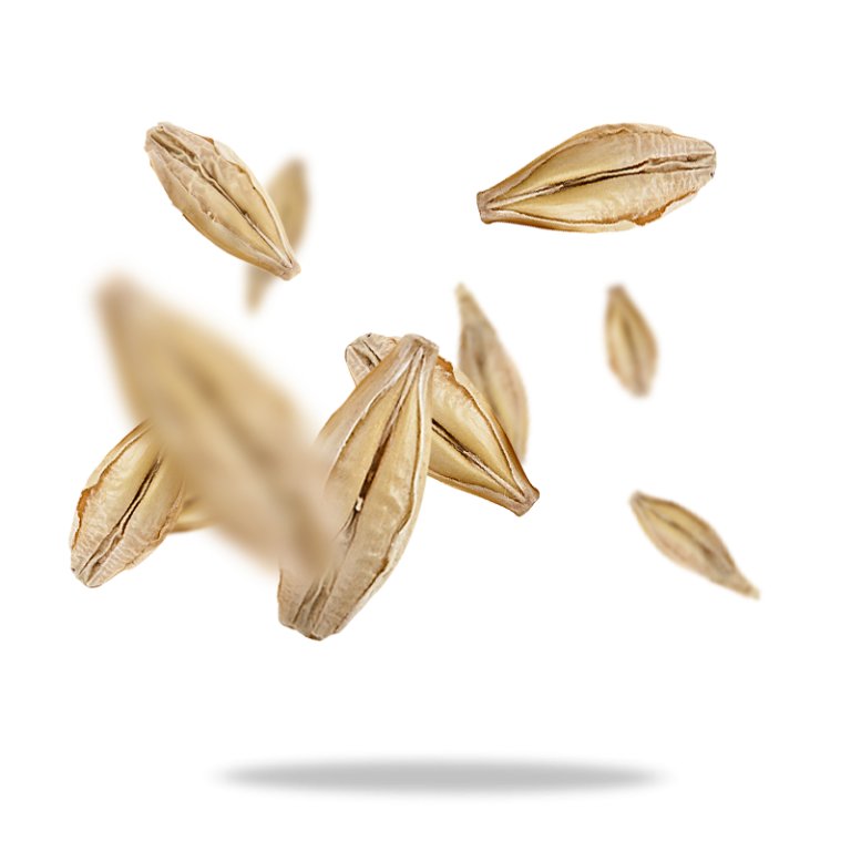 Hạt Ý Dĩ (Bobo) Hữu Cơ 500g Sottolestelle Organic Pearl Barley