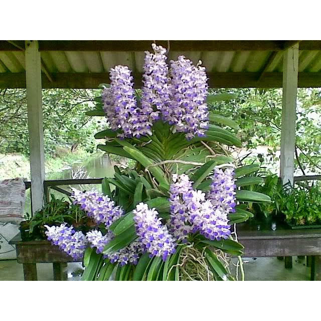 1 bó lan LAN HẢI YẾN TÍM hàng rừng, cây giống