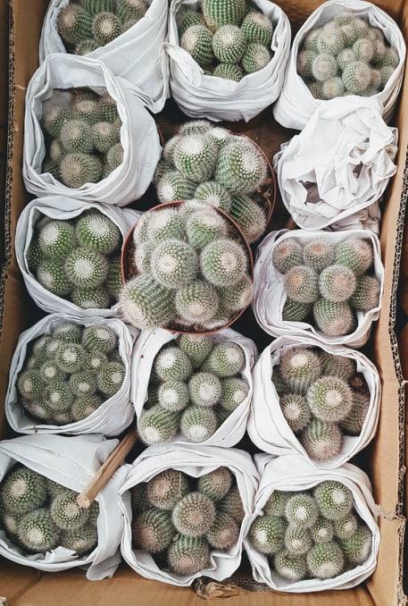 Xương Rồng Lông Thiên Nga Bụi