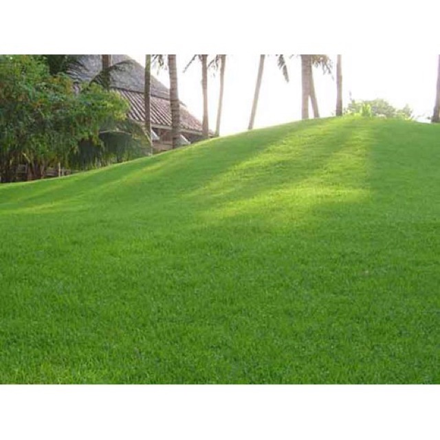 Hạt Giống Cỏ Nhung Nhật 100G