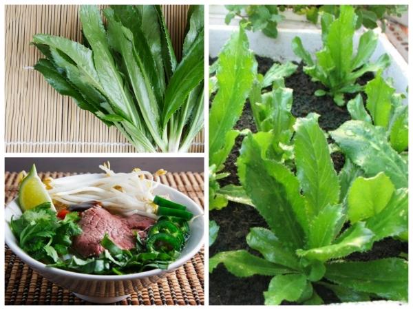 Cây Ngò Gai - Chậu Rau
