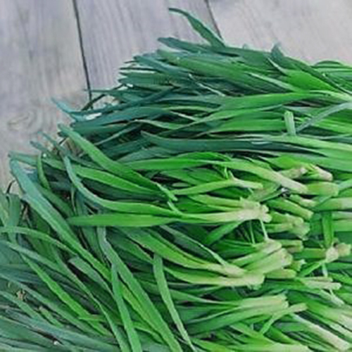 [HCM]Hạt Giống Hẹ Cao Sản Nhật Bản-gói 1gram