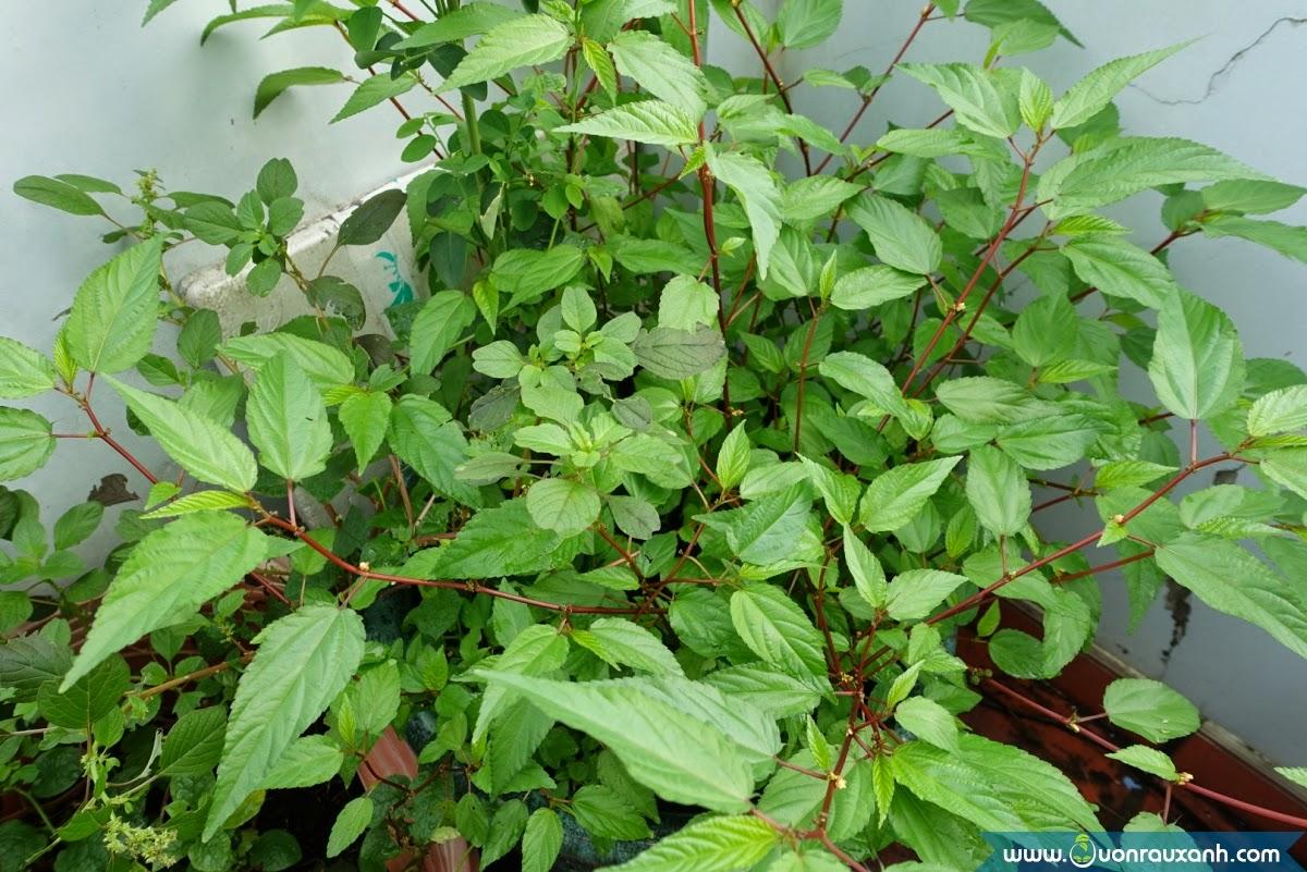 [HCM]Gói 20g hạt giống rau đay đỏ