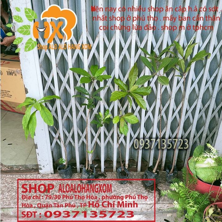 combo 5 cây lộc vừng màu đỏ --cây giống