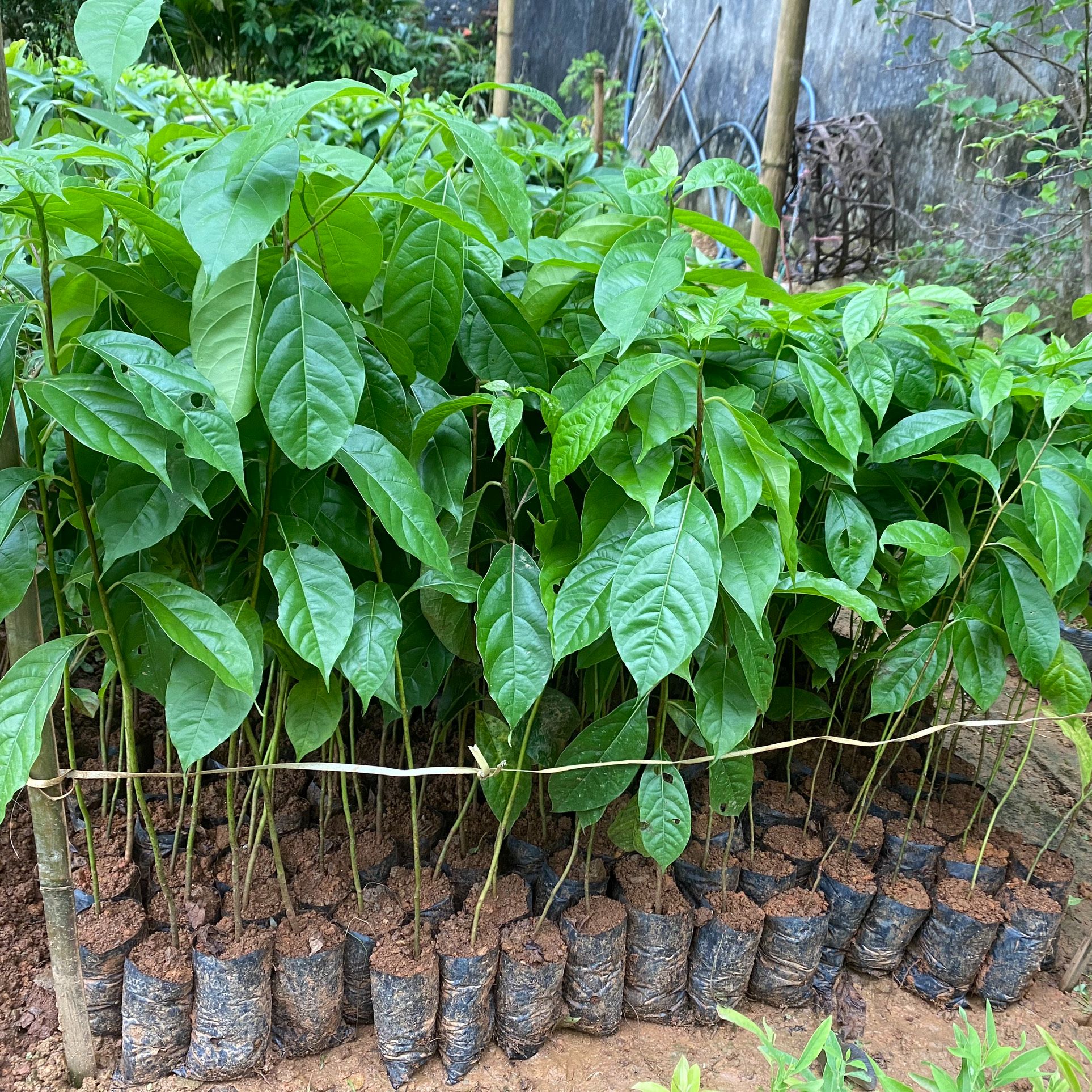 Giống Cây Gù Hương, Cây Xá Xị
