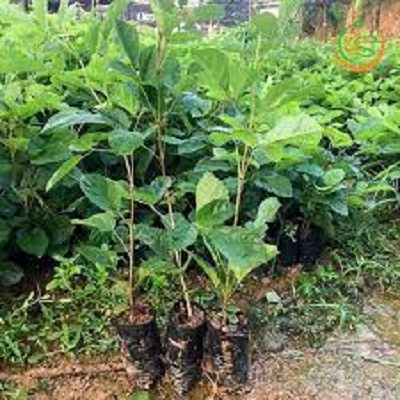 BẦU CÂY PHONG LINH VÀNG GIỐNG( CHUỒNG VÀNG NÚI)