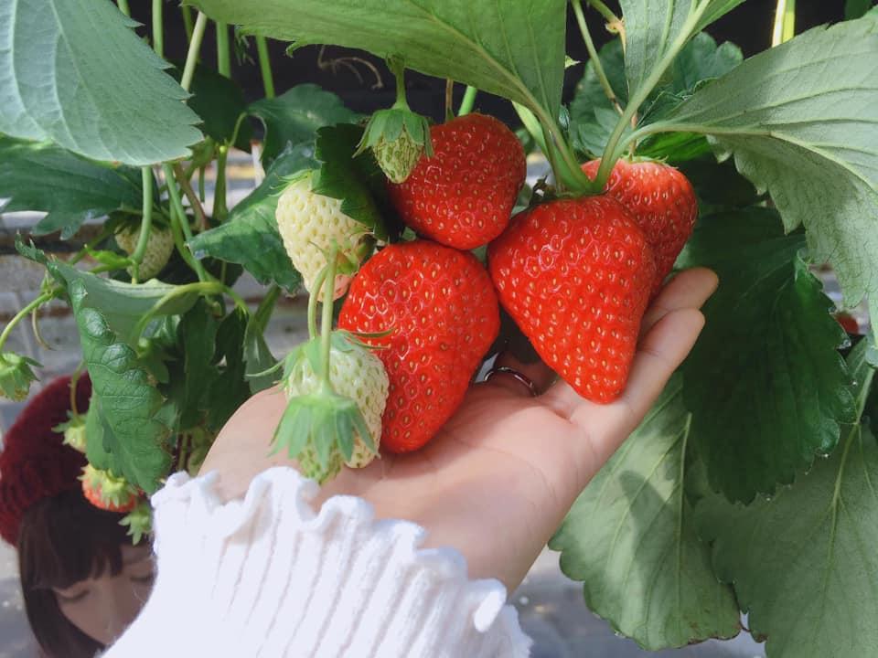 Cây dâu tây hana trưởng thành đã có hoa và quả  chịu nhiệt siêu ngọt (ảnh thật) - Cây trồng trong bầu ổn định đảm bảo không hư và chột