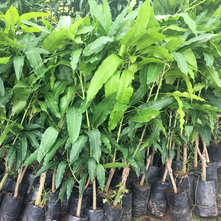 CÂY GIỐNG XOÀI CÁT HÒA LỘC