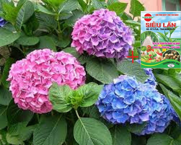 CÂY HOA CẨM TÚ CẦU hoa siêu to siêu đẹp tặng kèm PHÂN SIÊU LÂN phát triển nhanh, ra hoa to đẹp + Tặng 2 Cây Quế Giống