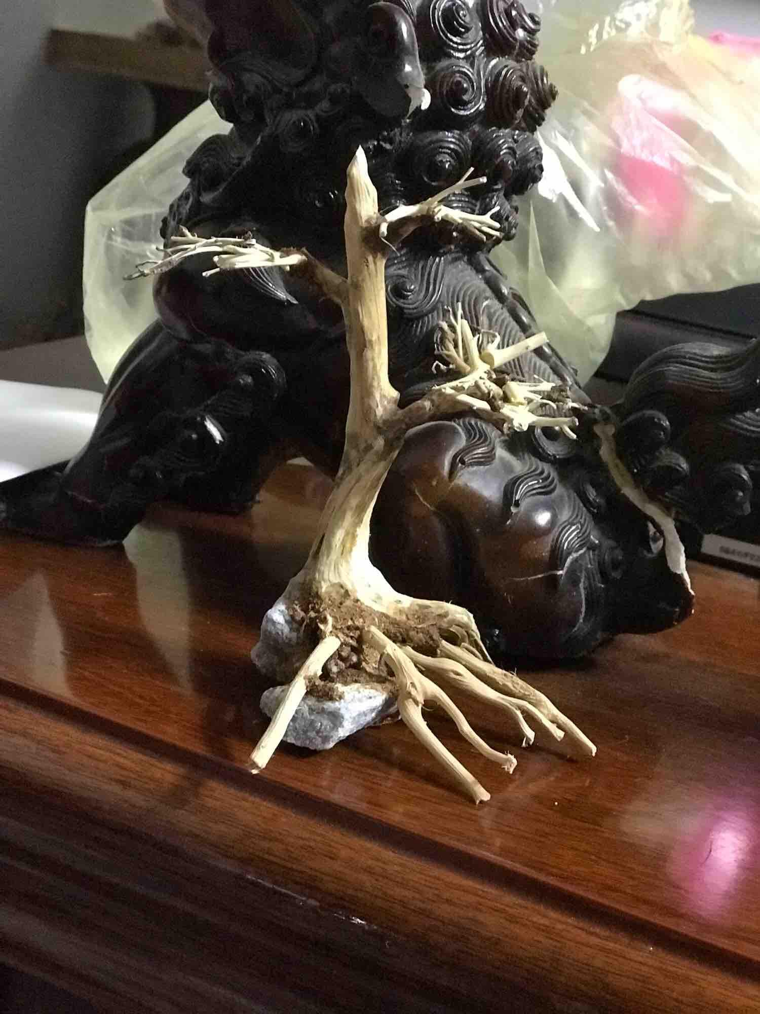 Lũa Bonsai Thuỷ Sinh 10x15