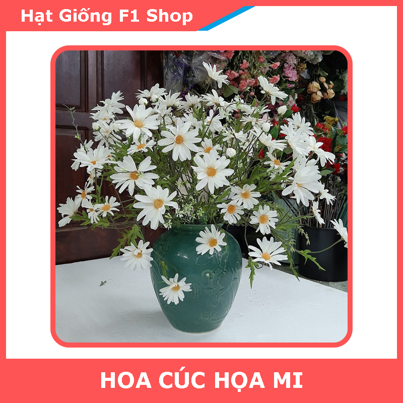 Hạt Giống Hoa Cúc Họa Mi Trồng Chậu (055.F1)