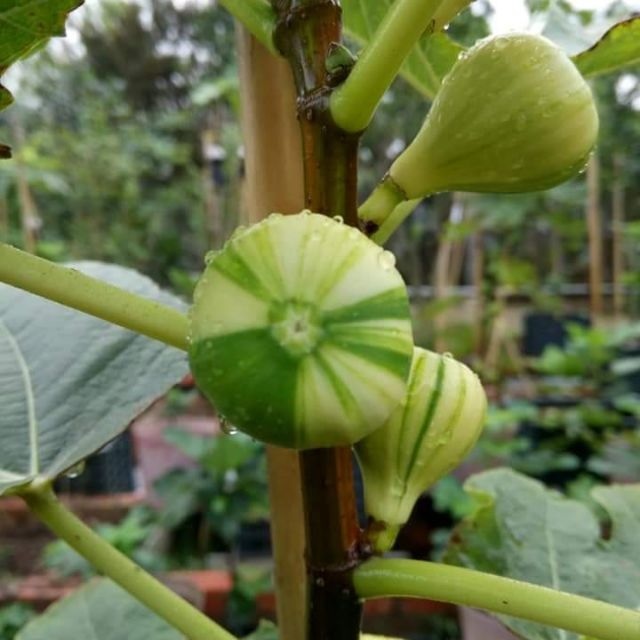 CÂY SUNG MỸ CẨM THẠCH