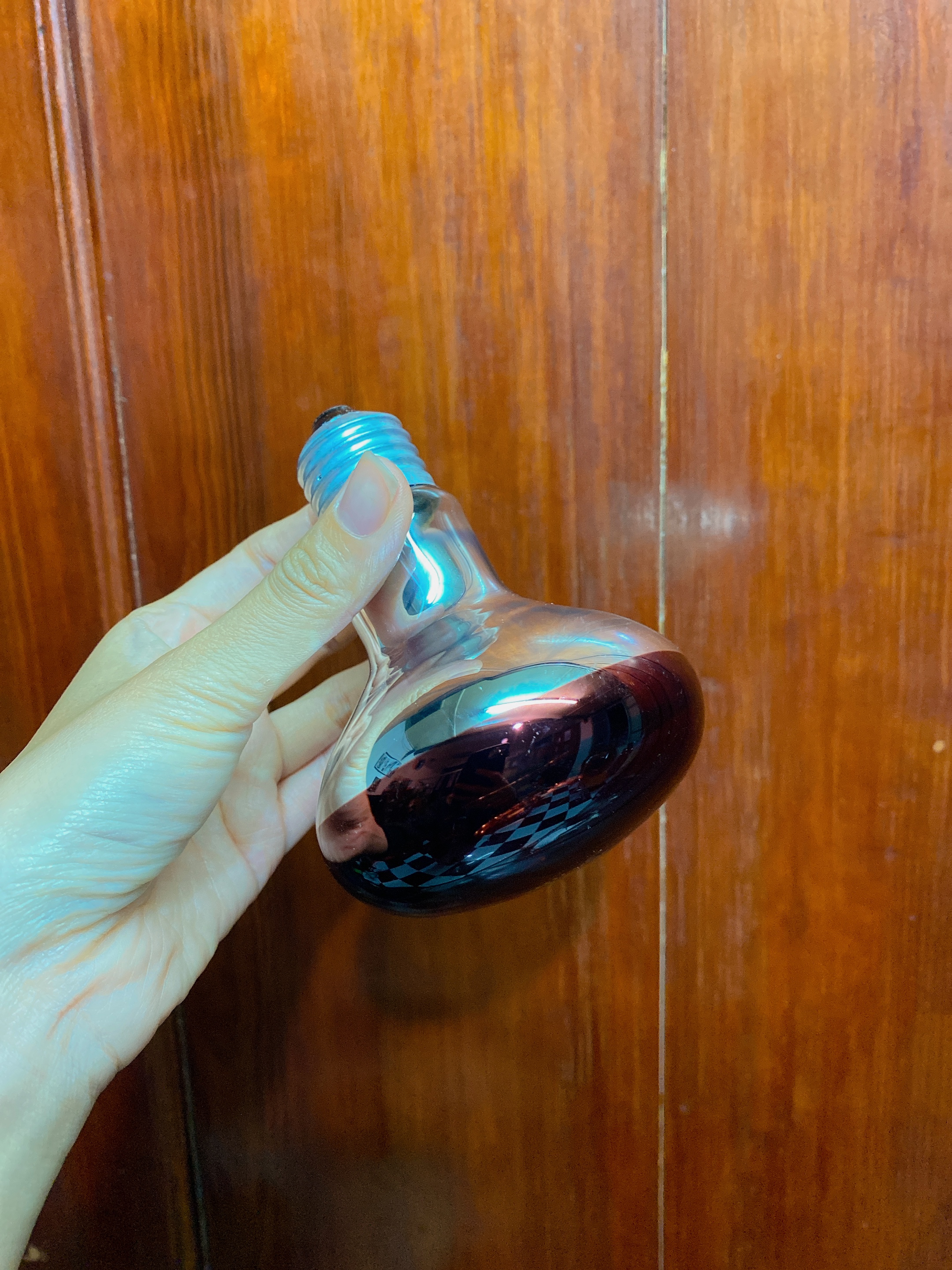 Bóng sưởi, đèn sưởi ấm cho thú cưng