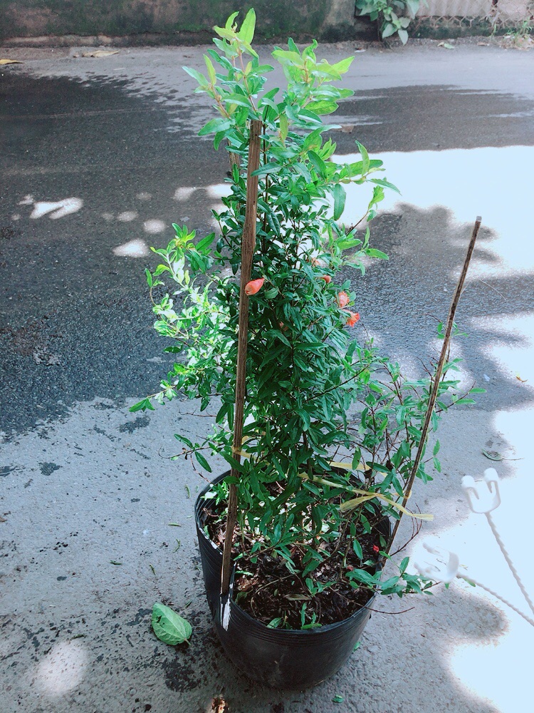 Cây Lựu Cho Nhiều Quả