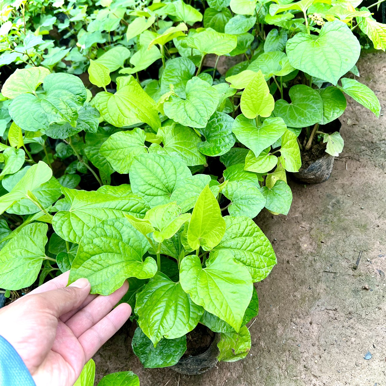 Cây lá nốt