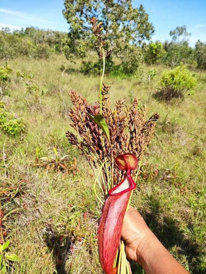 [HCM]hạt giống nắp ấm Nepenthes mirabilis