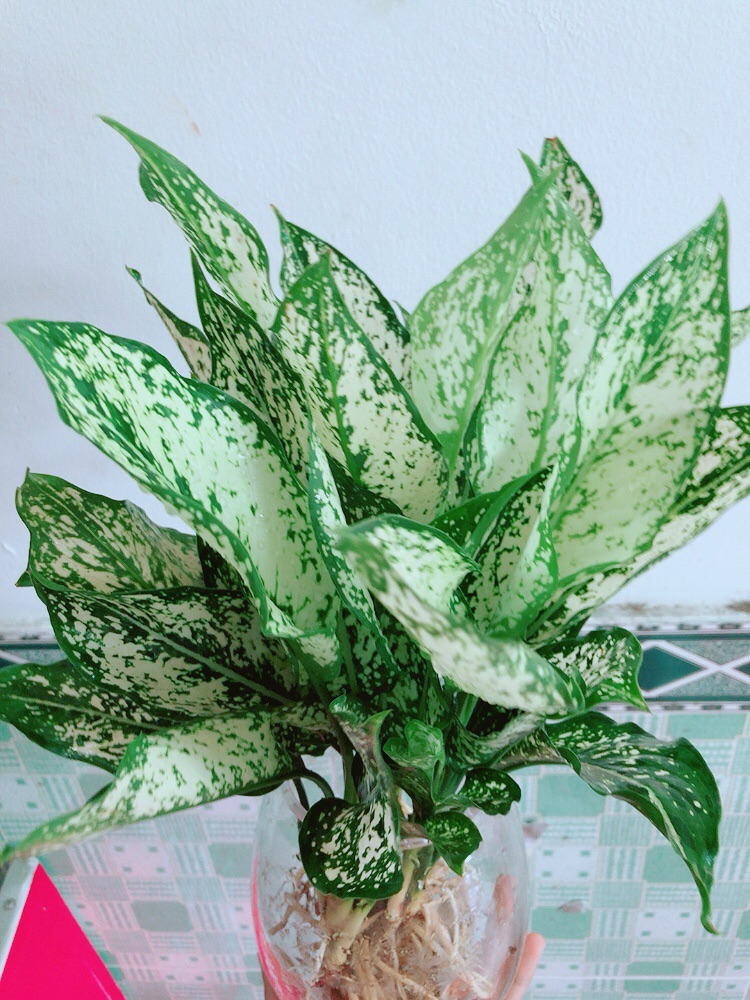 Chậu Ngọc Ngân Thuỷ Sinh
