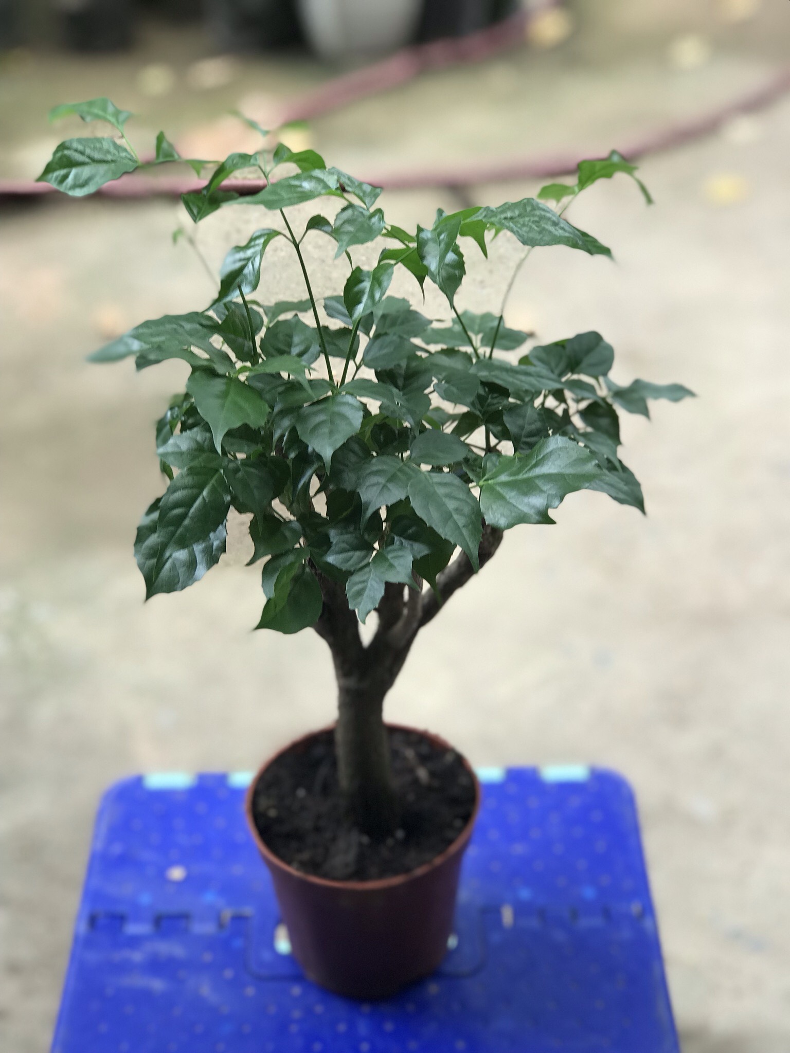 cây hạnh phúc thân gỗ