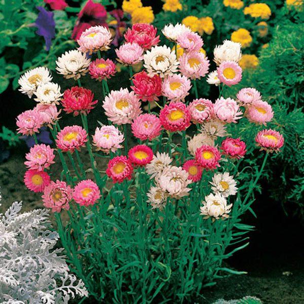 Helichrysum Bracteatum Seeds - Sale Off
