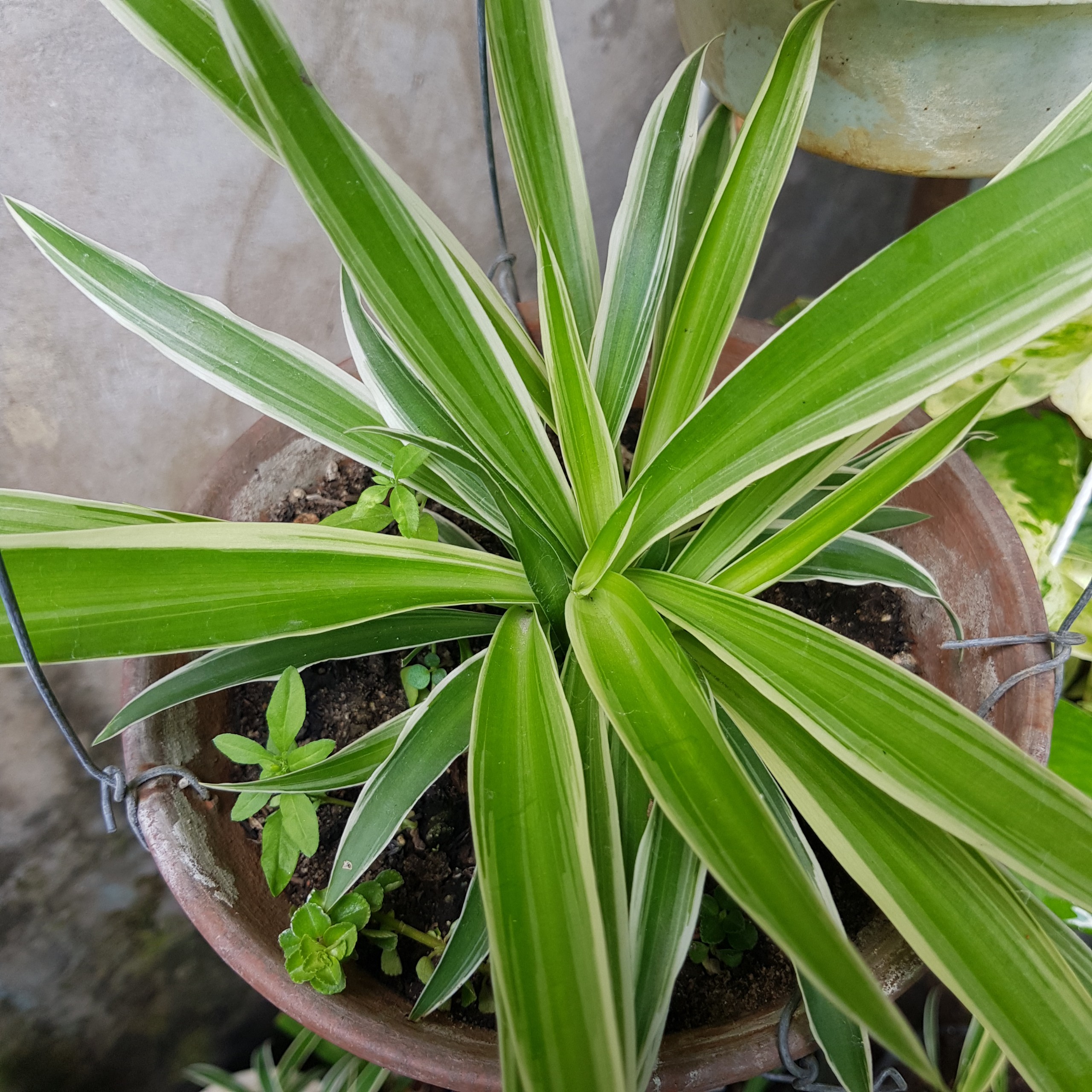 Cỏ lan chi dây nhện (cỏ lan chi, cây lan chi, cỏ mẫu tử) - cây kiểng để bàn