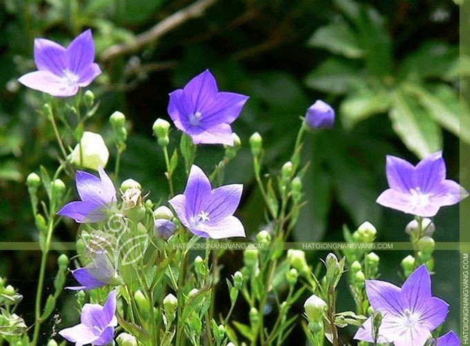 Hạt giống cát cánh ( CÂY DƯỢC LIỆU ) 50 hạt/gói