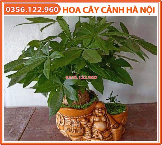 Cây kim ngân để bàn, không kèm chậu