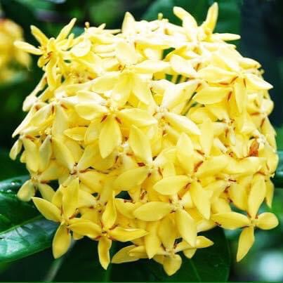 (1 chậu) Cây bông trang đơn vàng ta, lá trung - siêng hoa