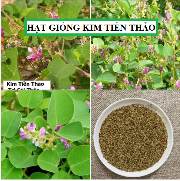 Hạt giống Kim tiền thảo - ( cây dược liệu - 50 hạt/gói )