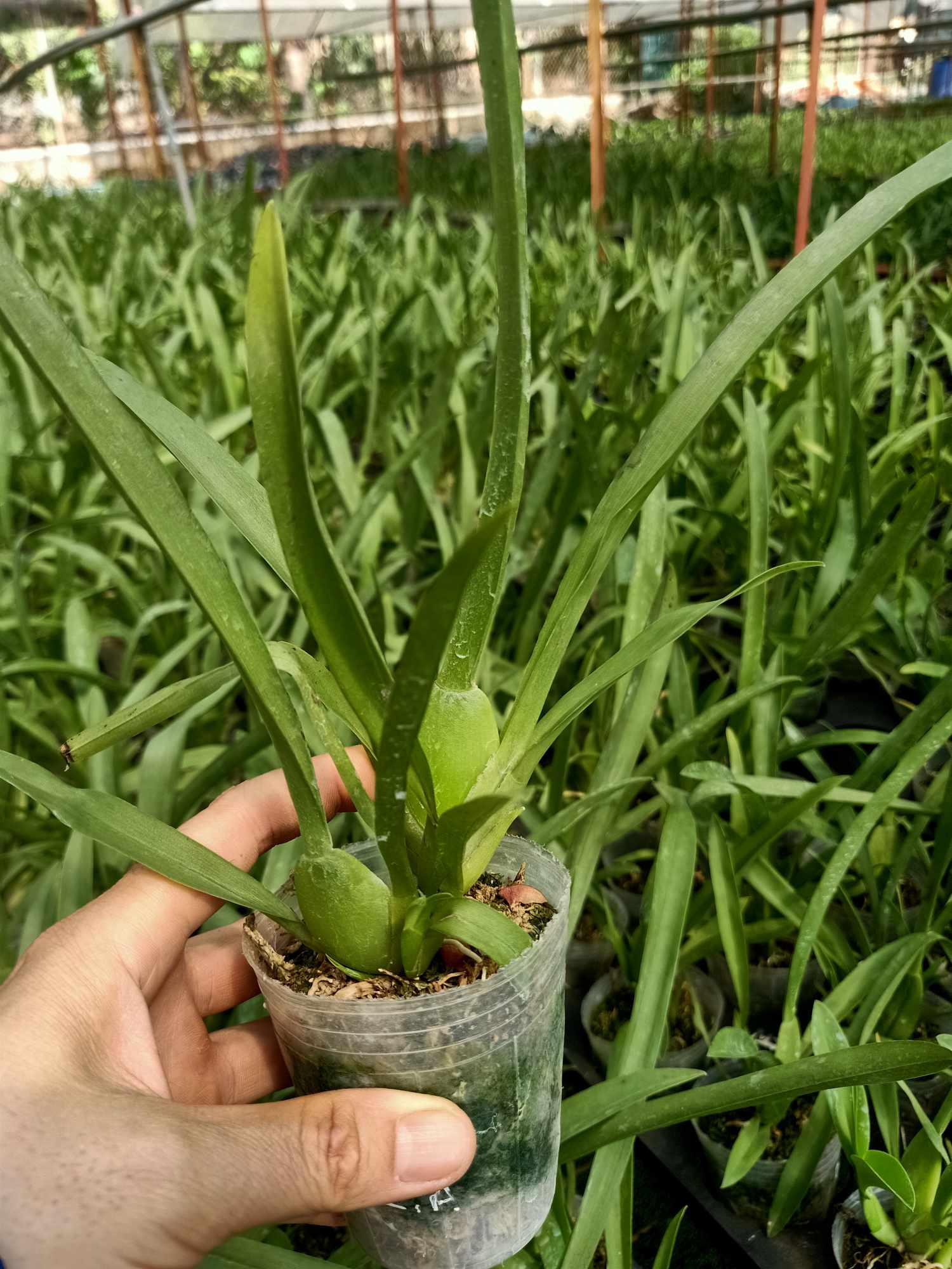 Hoa lan Vũ Nữ Miltoniaa- cây giống
