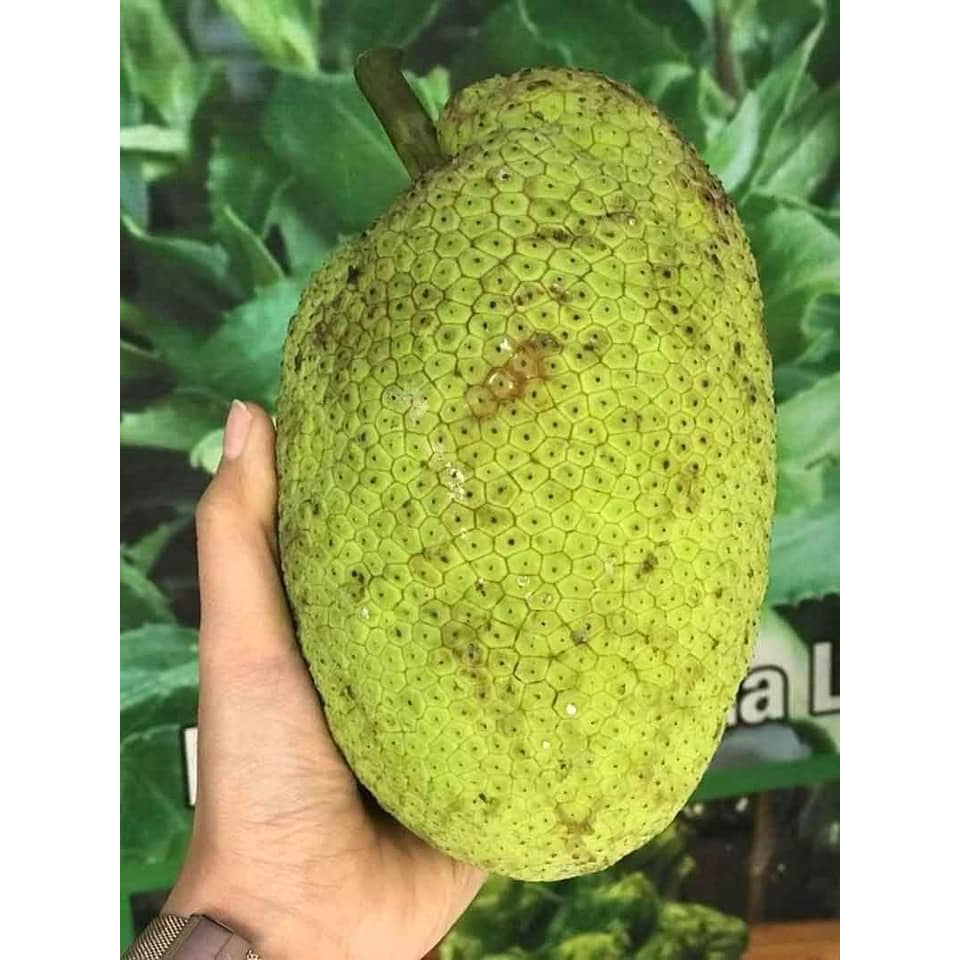 Cây giống sa kê (Cây đẹp được kiểm tra cây)