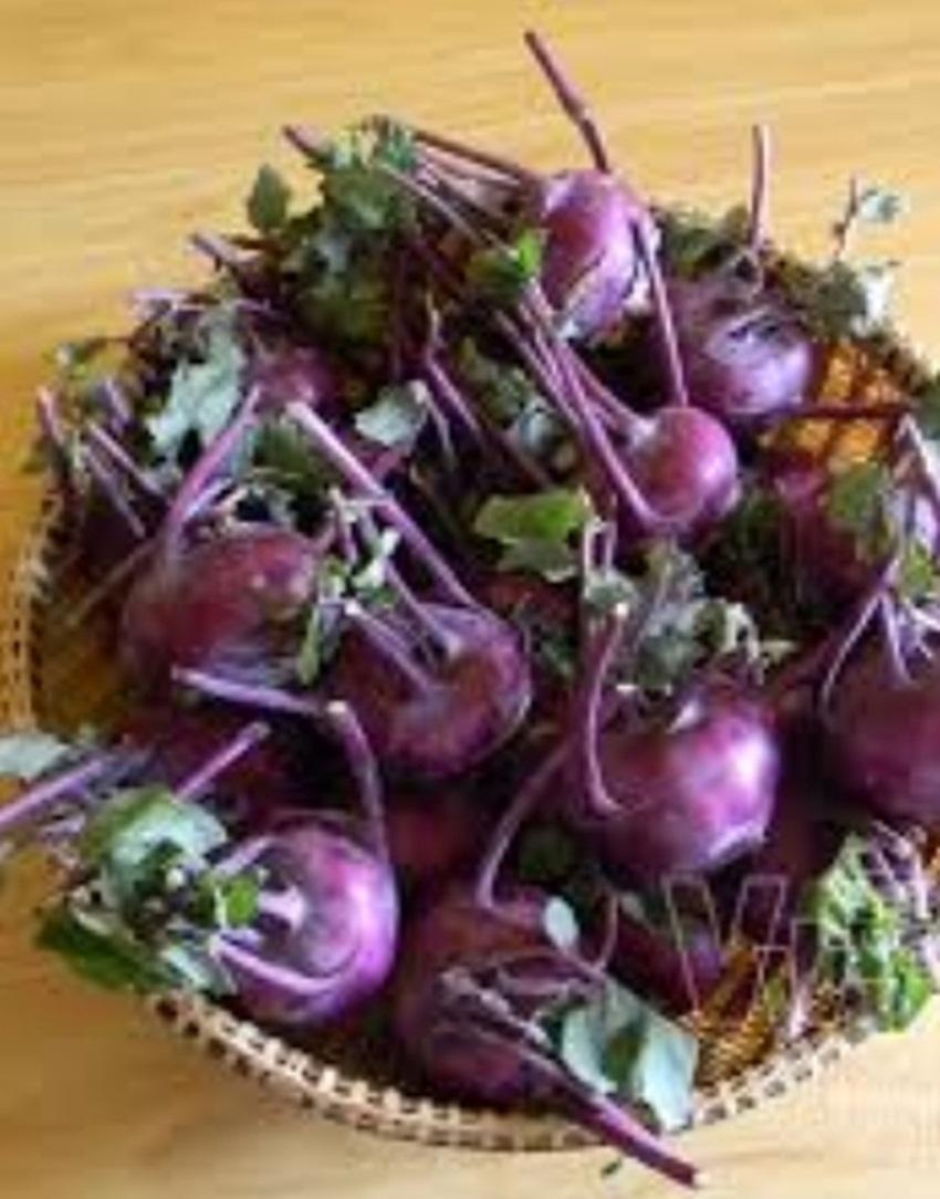 Hạt giống Củ su hào tím