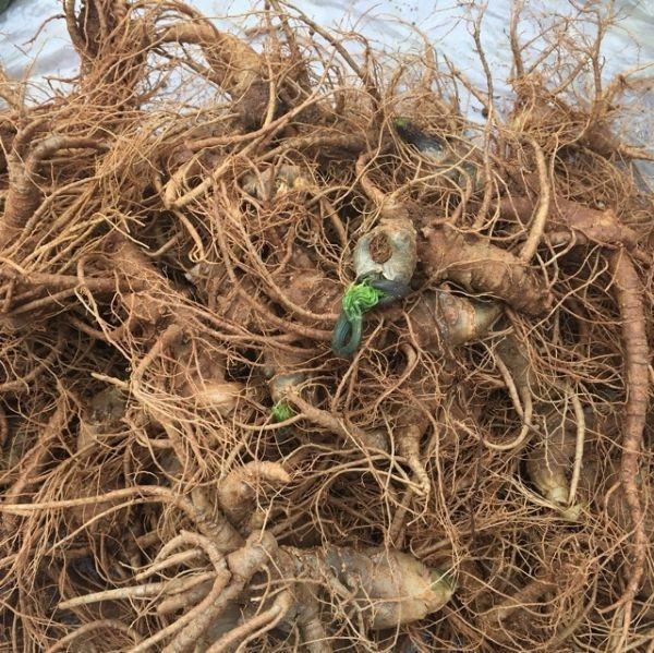 Củ Tam Thất Tươi 500gr