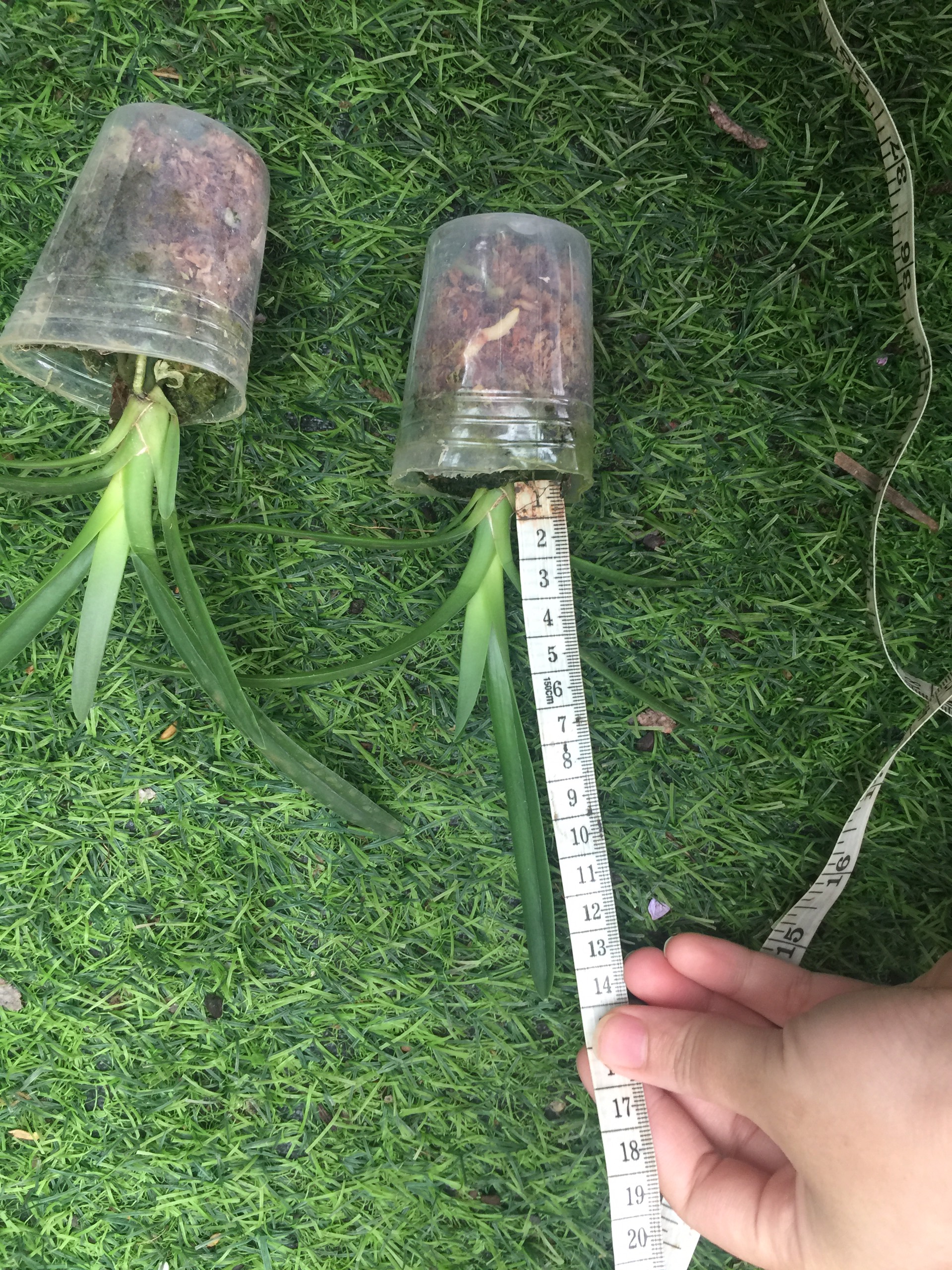 Kiếm vàng thái lá trơn