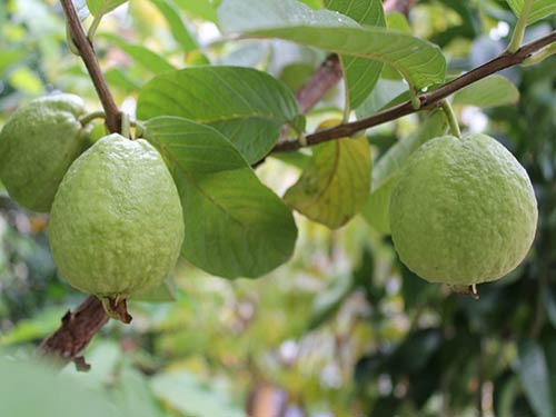 CÂY GIỐNG ỔI NỮ HOÀNG