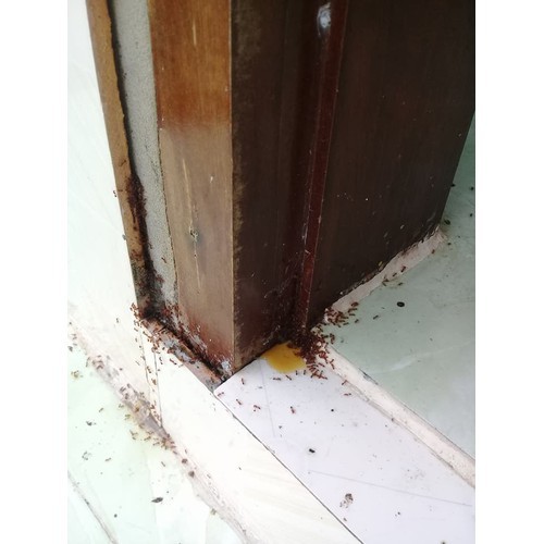 COMBO 5 LỌ THUỐC DIỆT KIẾN , GIÁN - THUỐC DIỆT KIẾN , GIÁN
