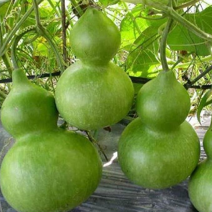Hạt giống bầu hồ lô siêu trái /gói 5 hạt
