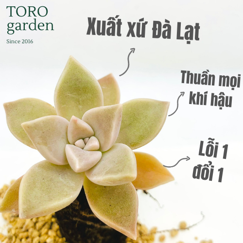 SEN ĐÁ ĐÁ MA SIZE MINI  ĐÀ LẠT  HƯ 1 ĐỔI 1  SIÊU CUTE