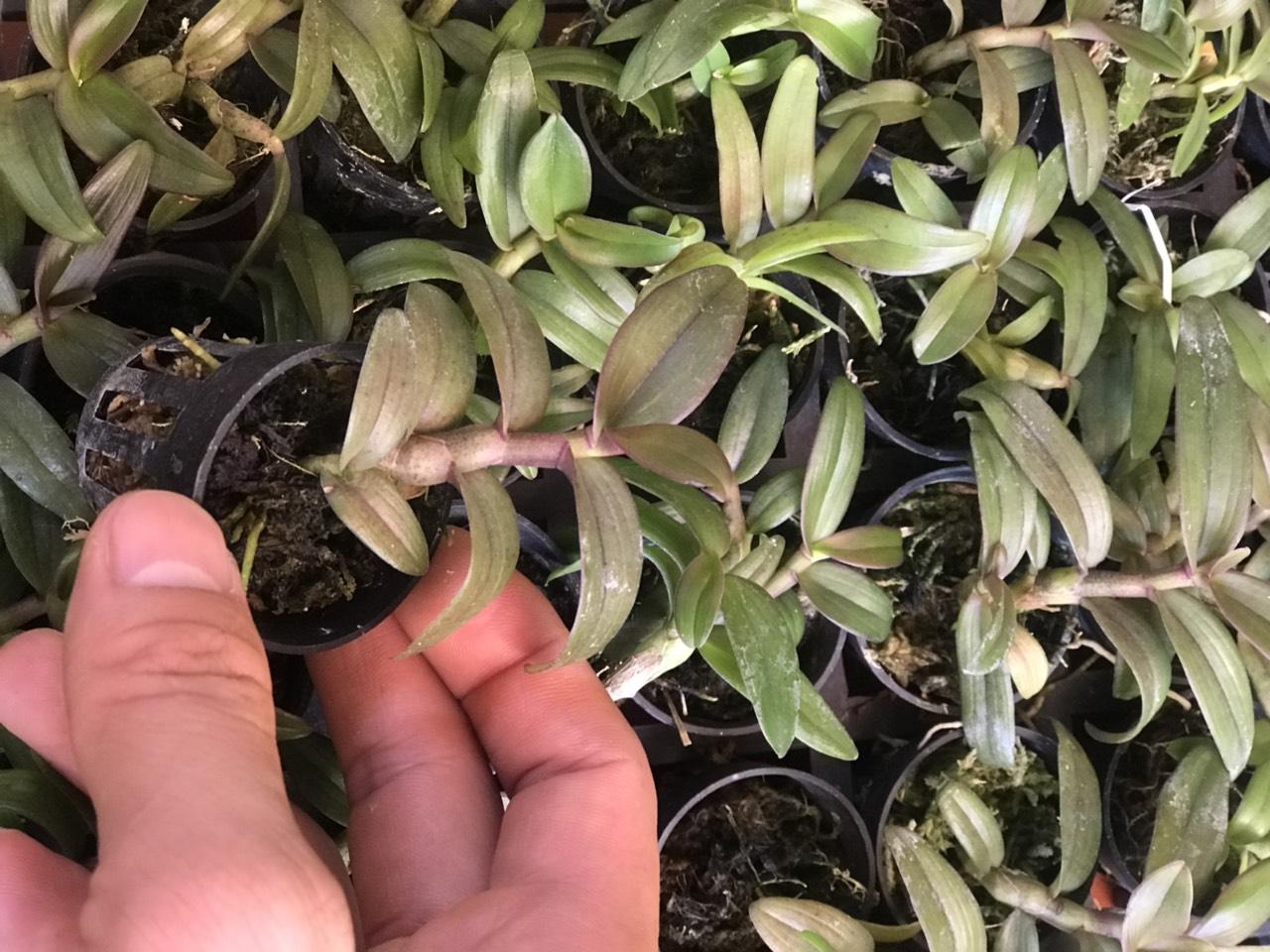 Phi điệp 6 mắt hàng giống