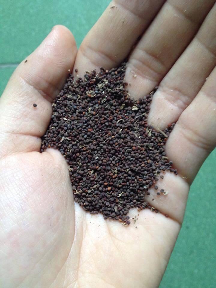 1kg Hạt Mần Ri Hoa Vàng