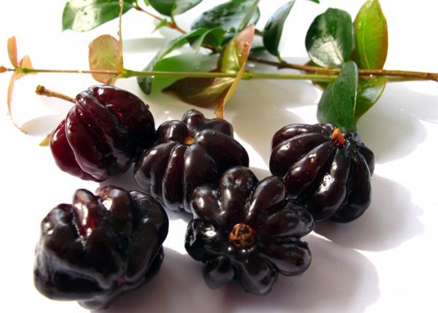 Cherry Surinam (Cherry Khía) - Cây Ăn Quả Giống