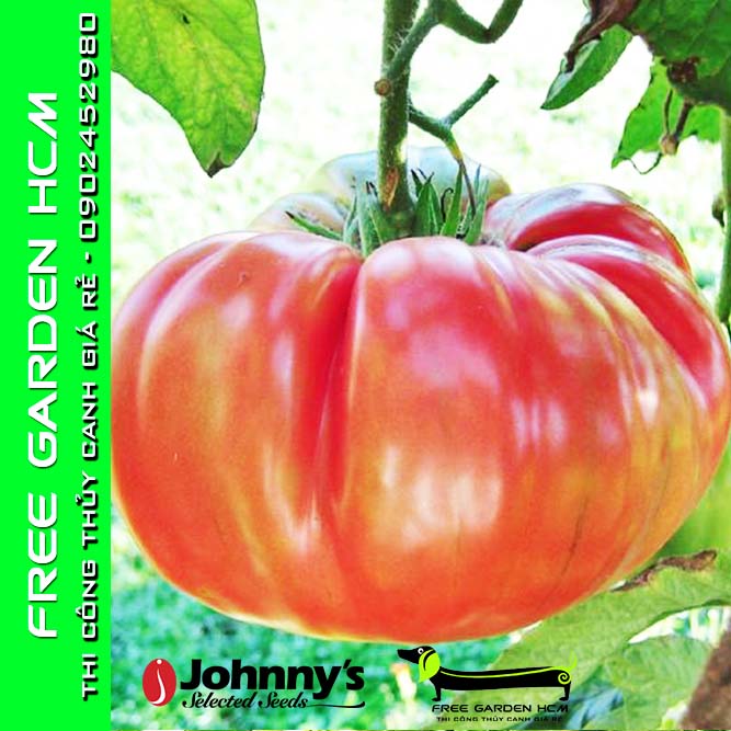 COMBO 50 HẠT GIỐNG CÀ CHUA BRANDYWINE - Johnny’s Seed – Mỹ
