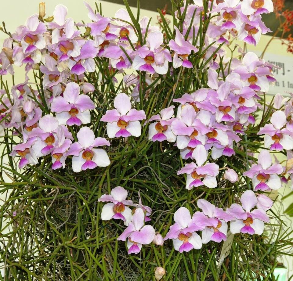 Hoa Lan tổng hợp 8 món(1kg) qq