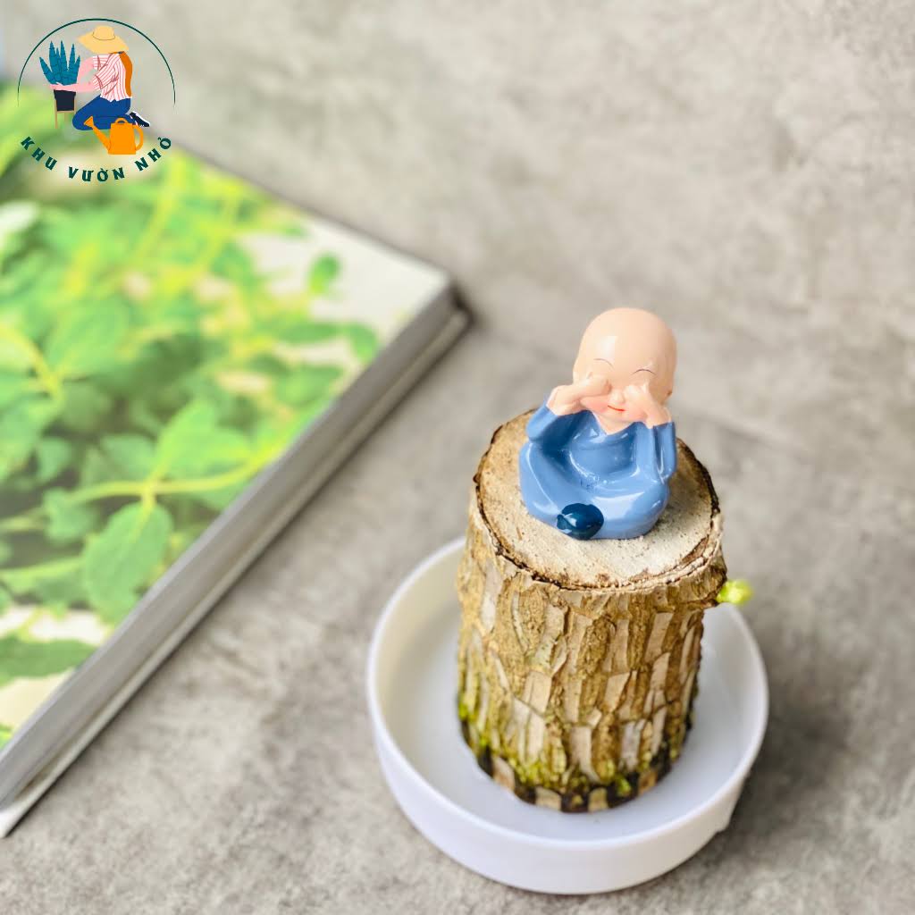 tiểu cảnh thiết mộc lan size lớn ( cây giống k kèm chậu)