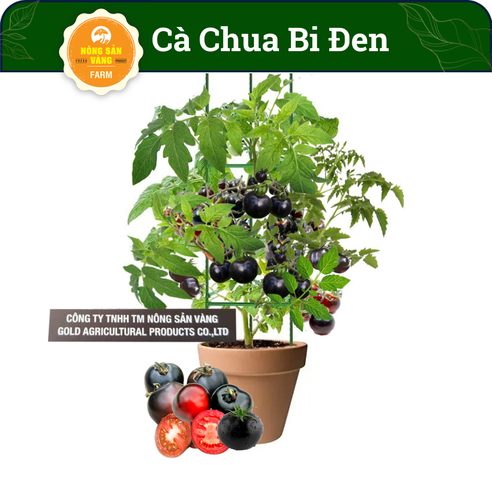 Hạt giống Cà Chua Bi Đen Giá Trị Dinh Dưỡng Cao, Dễ Trồng, Được Nhiều Người Ưa Chuộng (Gói 10...