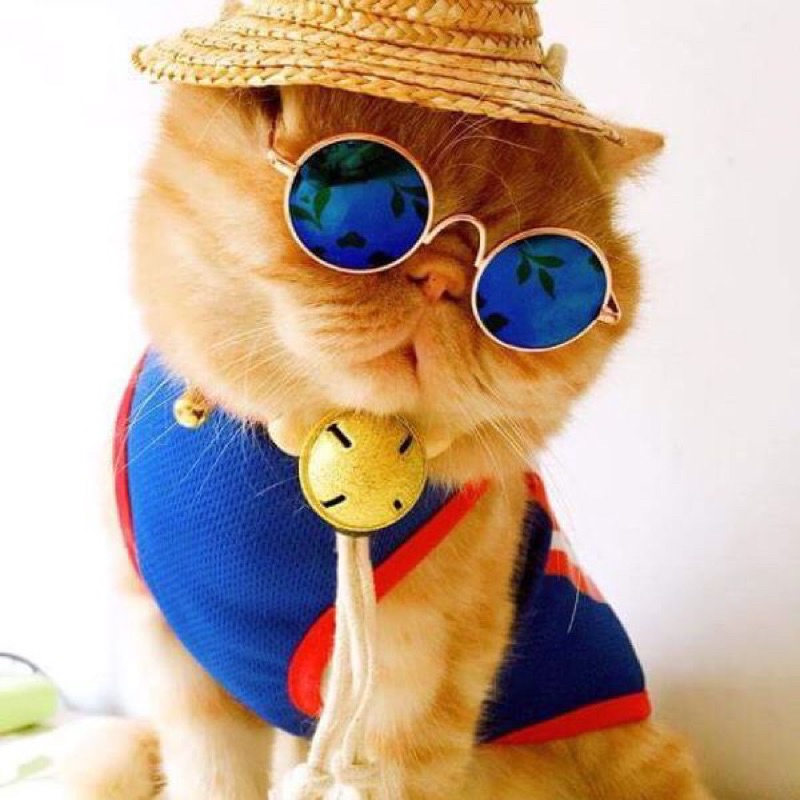 Kính Râm Cho Thú Cưng Siêu Ngầu 😎