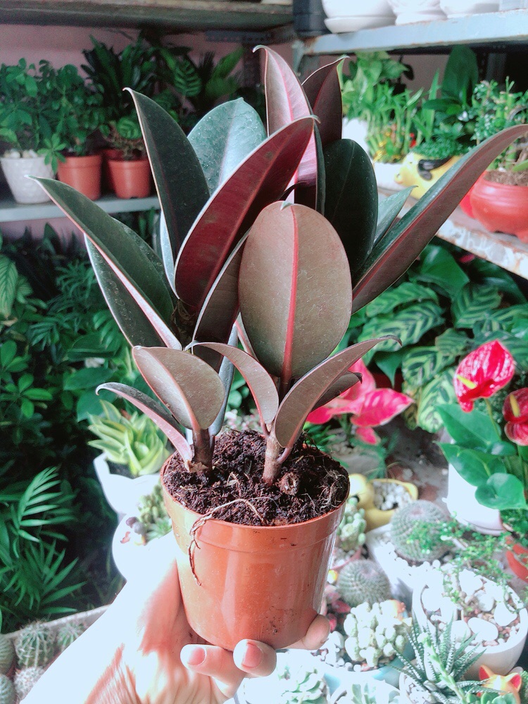 Cây Búp Đa Đỏ